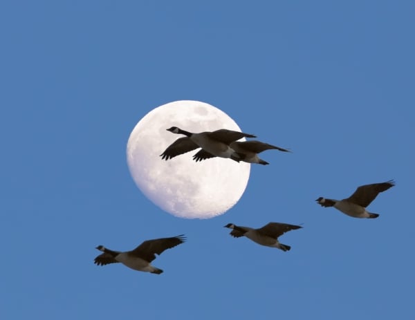 Migrating_geese_fullmoon_Michael_Menefee